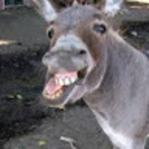 Meet your Posher, Swamp